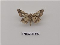 藏品(尺蛾90)的圖片